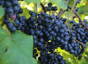 Cab-Franc1.jpg