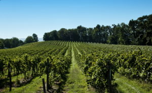 Franklin-Hill-vineyard-1.jpg