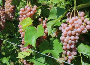 Hybrid-grapes.jpg