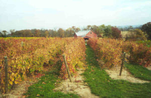 Vynecrest-Winery-006.jpg