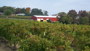 Vynecrest-Winery-029.jpg